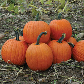 Magic Lantern, (F1) Pumpkin Seeds